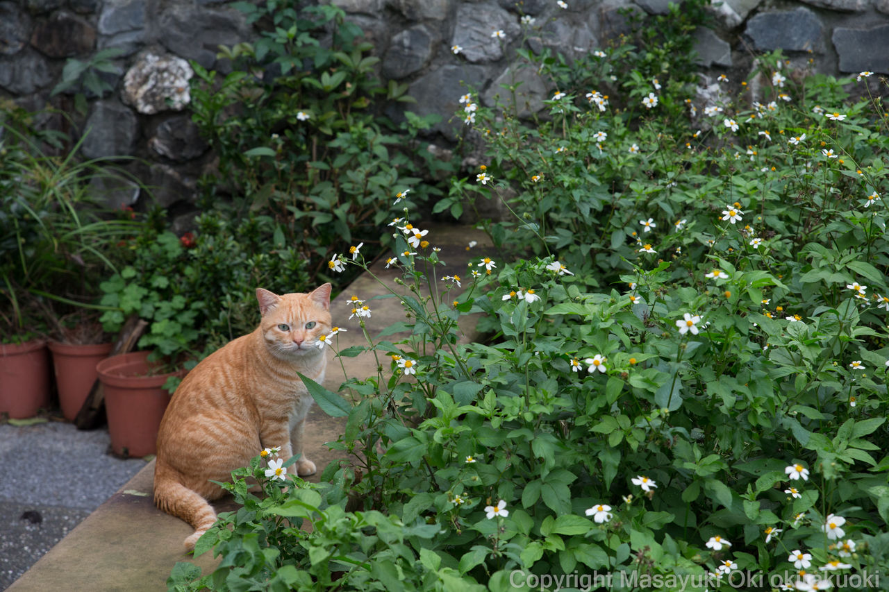 かわいい茶トラさん 猫写真家 沖 昌之のブログ 野良ねこちゃんねる