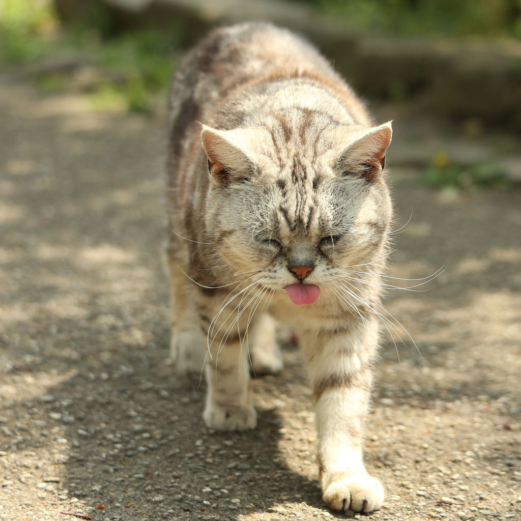 ぶさにゃん先輩 たしたし 猫写真家 沖 昌之のブログ 野良ねこちゃんねる ぶさにゃん先輩 たしたし 猫写真家 沖 昌之のブログ 野良ねこちゃんねる