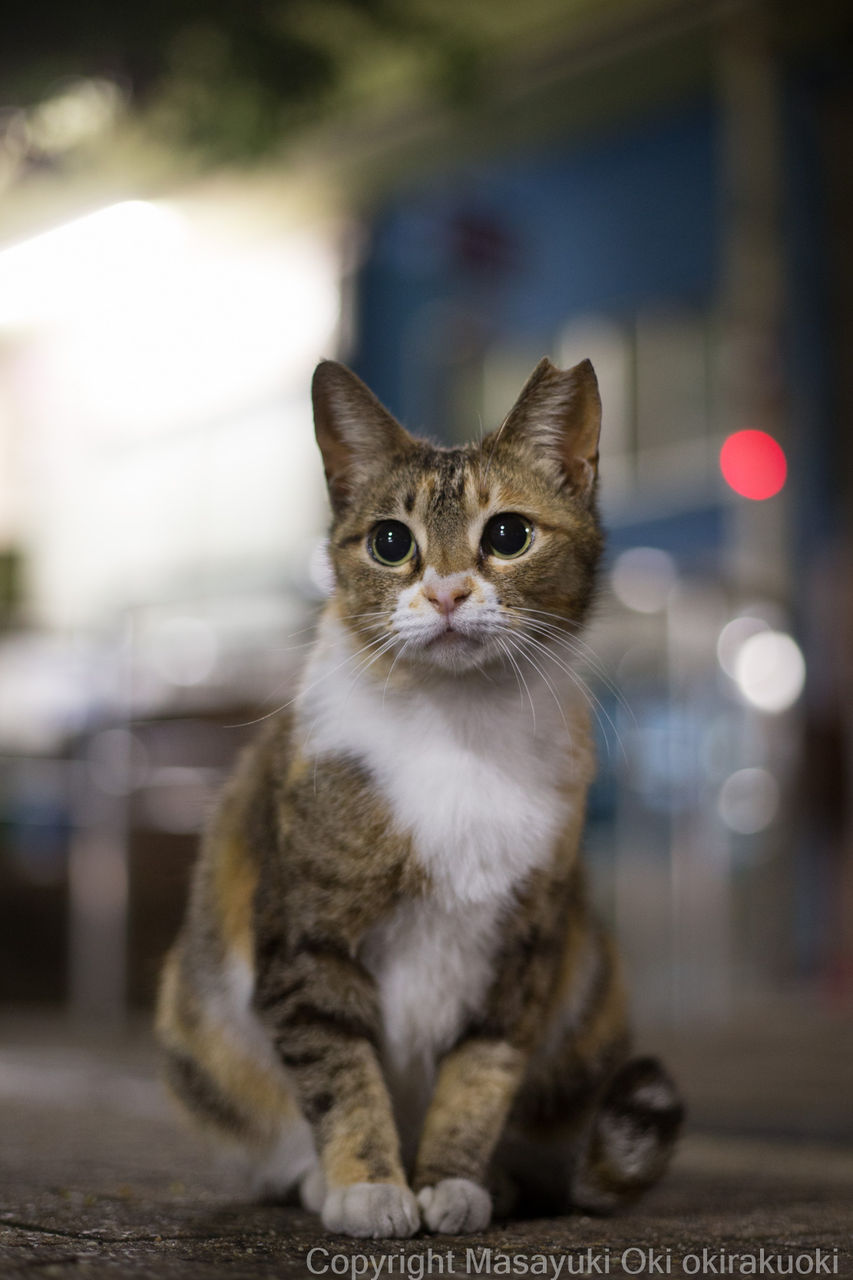 はじめまして とてもかわいいコ 猫写真家 沖 昌之のブログ 野良ねこちゃんねる