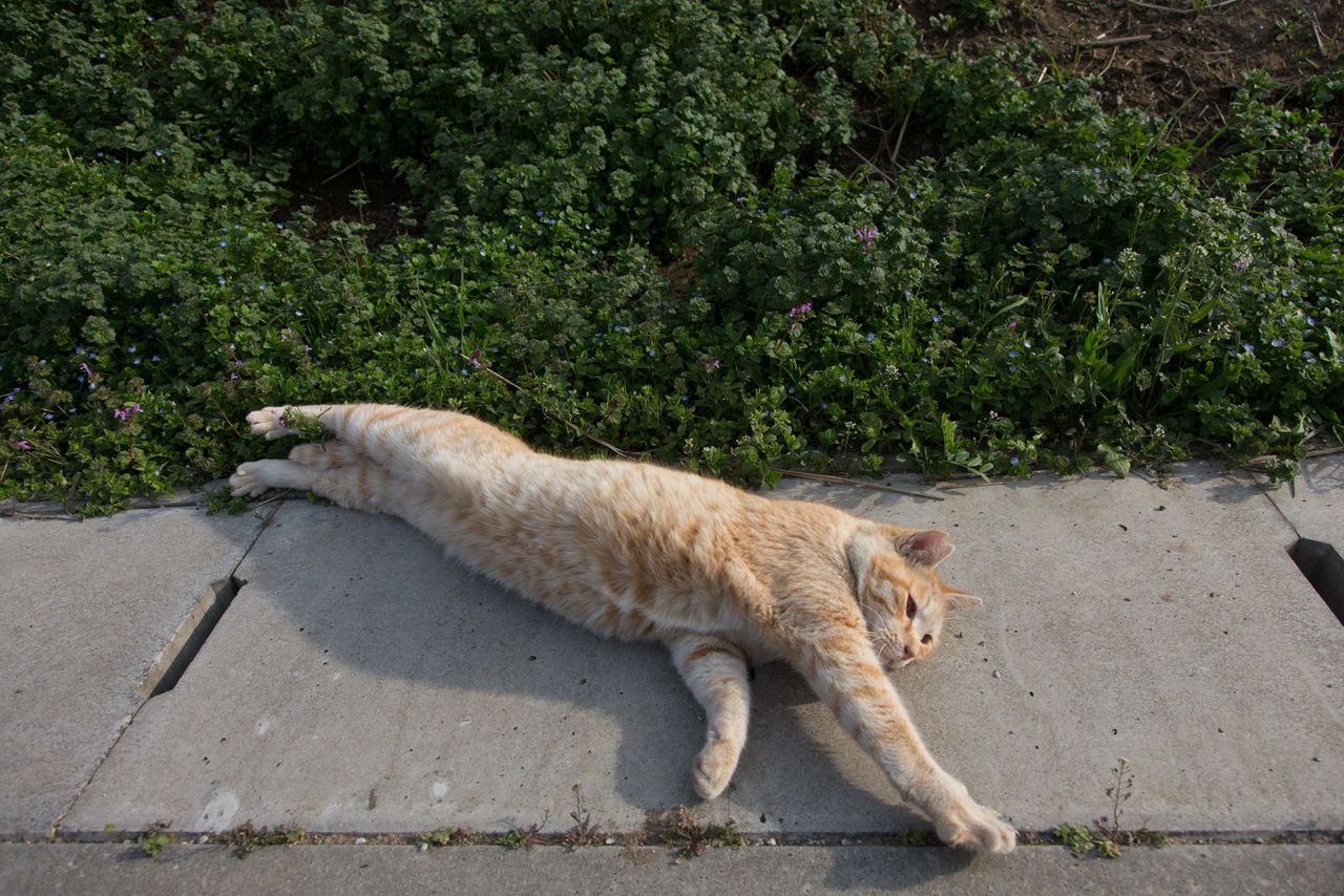 だらだら 猫写真家 沖 昌之のブログ 野良ねこちゃんねる