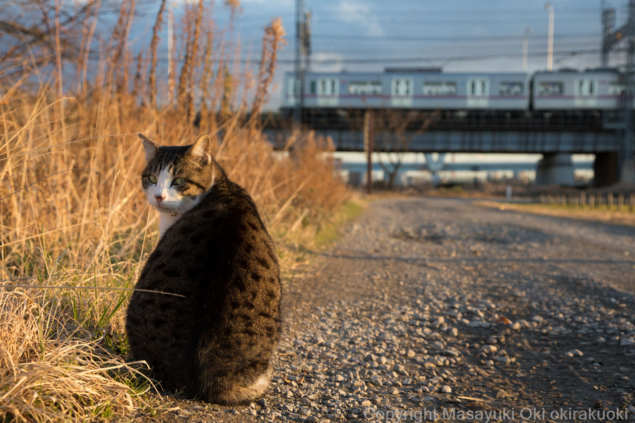 背中の模様がかわいい 猫写真家 沖 昌之のブログ 野良ねこちゃんねる 背中の模様がかわいい 猫写真家 沖 昌之のブログ 野良ねこちゃんねる