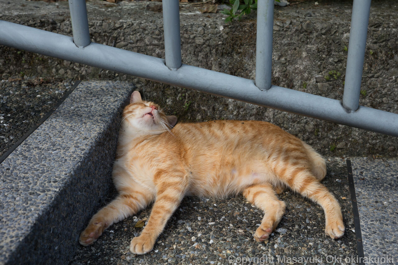 爆睡ちゅう 猫写真家 沖 昌之のブログ 野良ねこちゃんねる