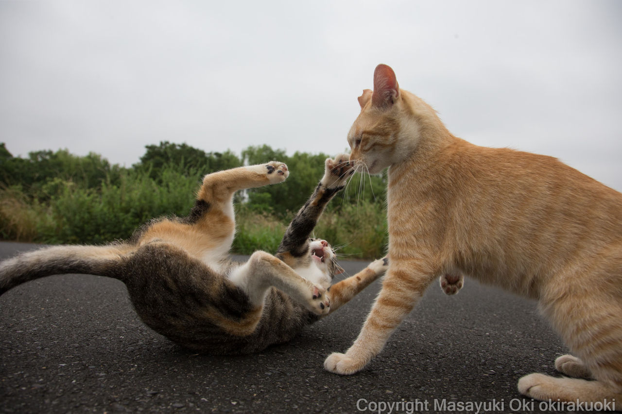 目の前でじゃれ合う 猫写真家 沖 昌之のブログ 野良ねこちゃんねる 目の前でじゃれ合う 猫写真家 沖 昌之のブログ 野良ねこちゃんねる