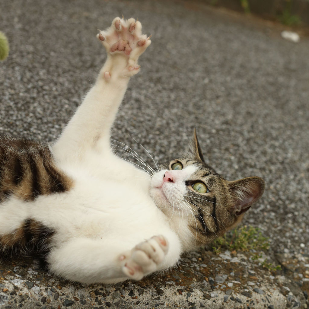 お手て開いて 猫写真家 沖 昌之のブログ 野良ねこちゃんねる