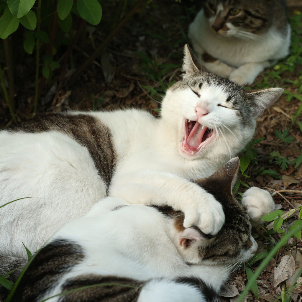 おおあくび 猫写真家 沖 昌之のブログ 野良ねこちゃんねる おおあくび 猫写真家 沖 昌之のブログ 野良ねこちゃんねる