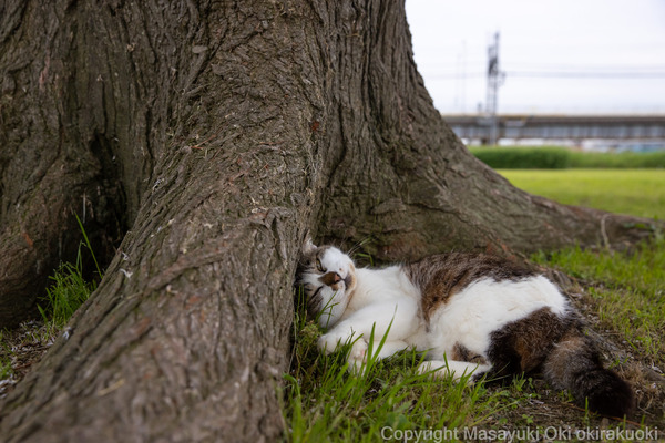 頭スリスリ 猫写真家 沖 昌之のブログ 野良ねこちゃんねる 頭スリスリ 猫写真家 沖 昌之のブログ 野良ねこちゃんねる