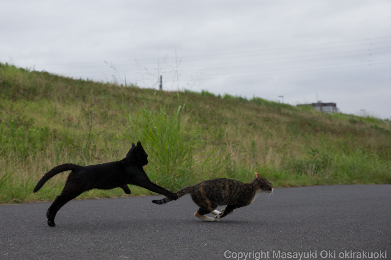 追いかけっこ 猫写真家 沖 昌之のブログ 野良ねこちゃんねる