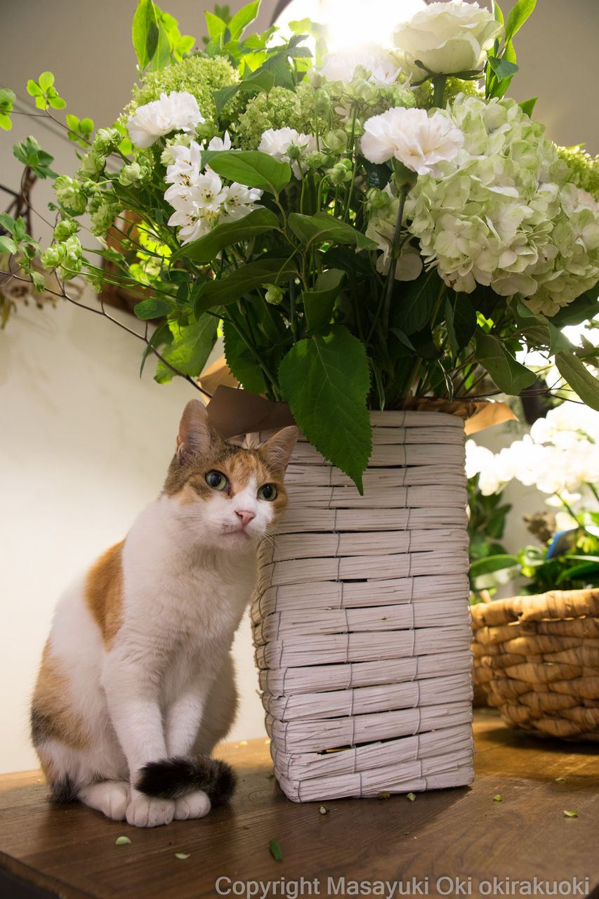 花よりきゃわたん 猫写真家 沖 昌之のブログ 野良ねこちゃんねる 花よりきゃわたん 猫写真家 沖 昌之のブログ 野良ねこちゃんねる