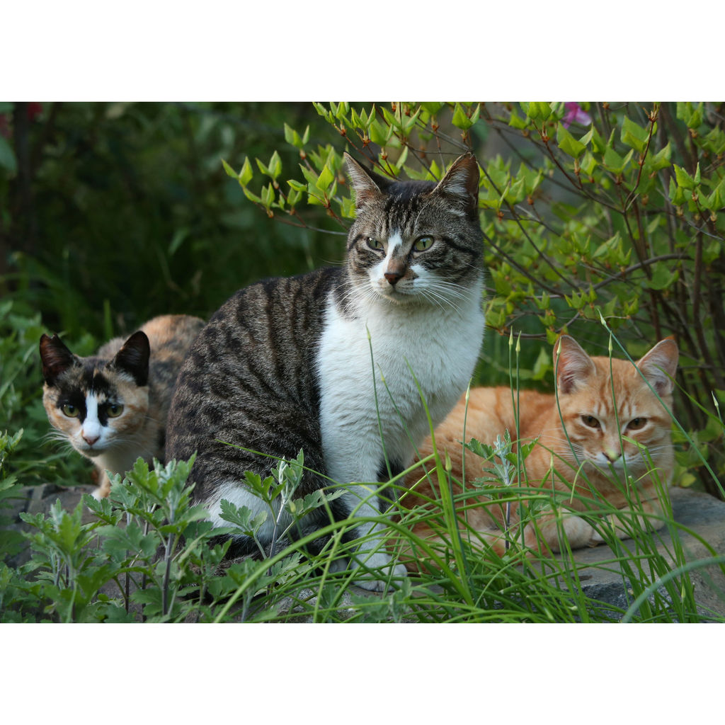 15年04月27日 猫写真家 沖 昌之のブログ 野良ねこちゃんねる 15年04月27日 猫写真家 沖 昌之のブログ 野良ねこちゃんねる