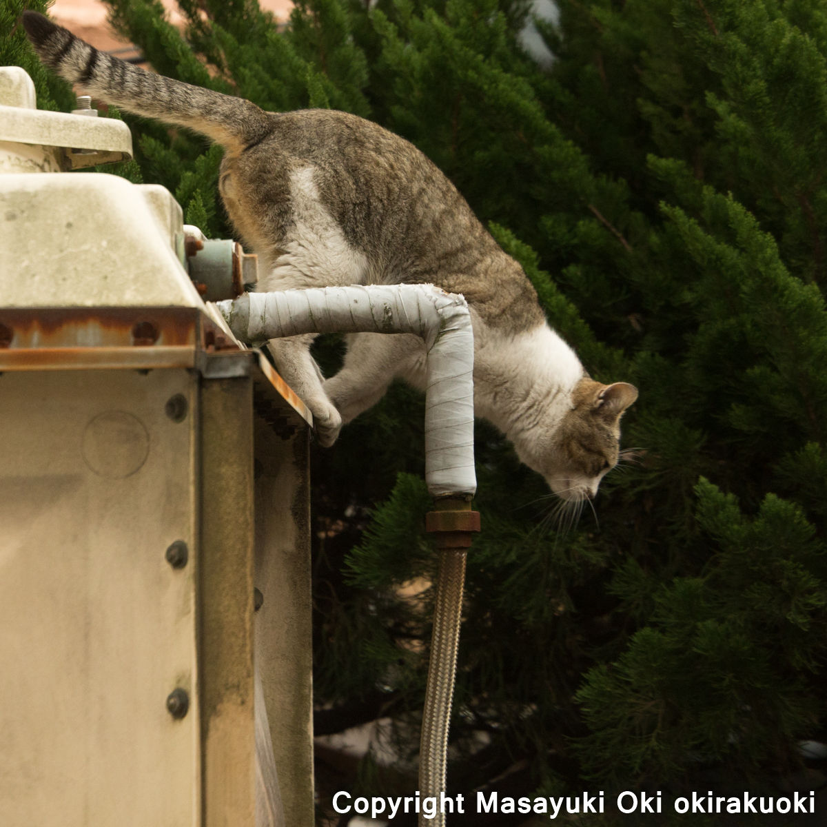飛び降りるよー 猫写真家 沖 昌之のブログ 野良ねこちゃんねる