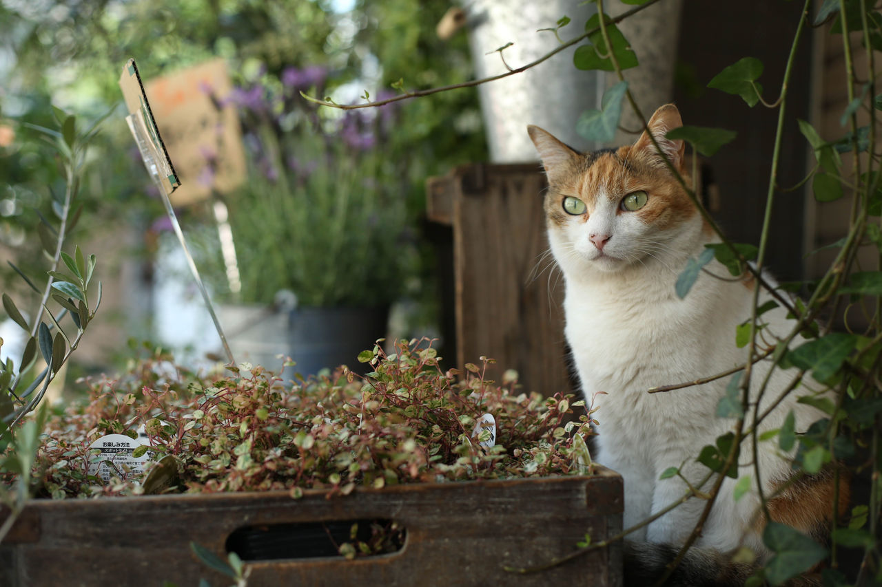 北千住のお花屋さん Decoraの ほねちゃん ファンにささげる記事 猫写真家 沖 昌之のブログ 野良ねこちゃんねる