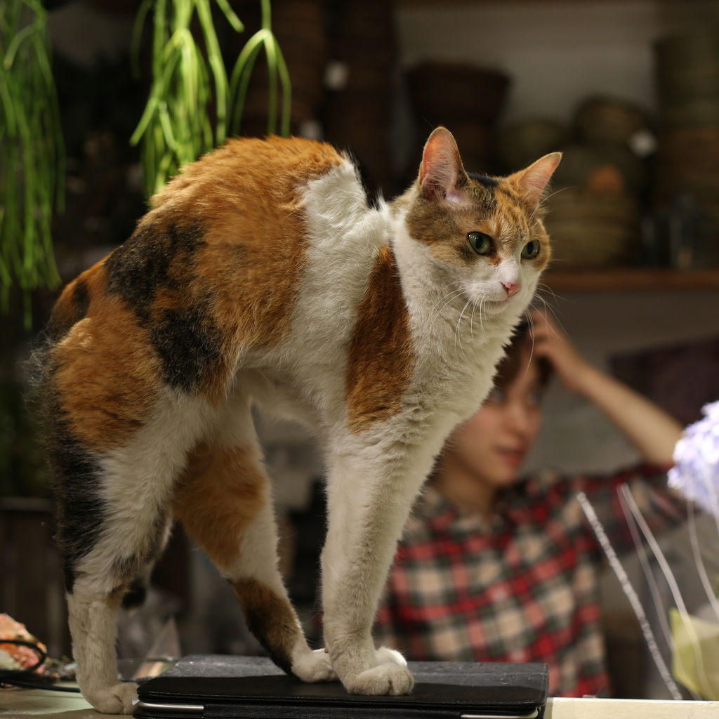 北千住のお花屋さん Decoraの人気ねこ ほねちゃん 猫写真家 沖 昌之のブログ 野良ねこちゃんねる