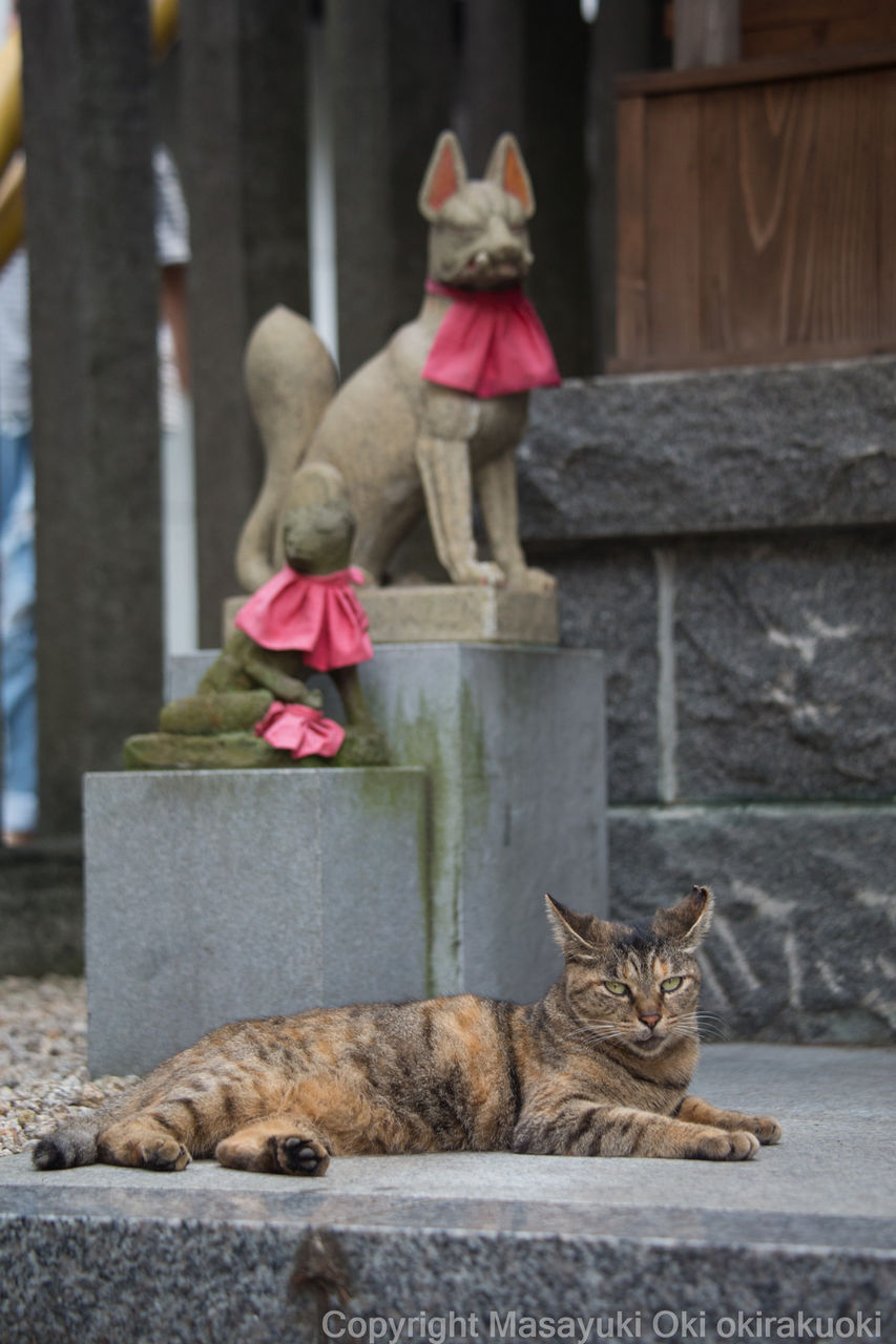 お稲荷様とくつろぐ 猫写真家 沖 昌之のブログ 野良ねこちゃんねる お稲荷様とくつろぐ 猫写真家 沖 昌之のブログ 野良ねこちゃんねる