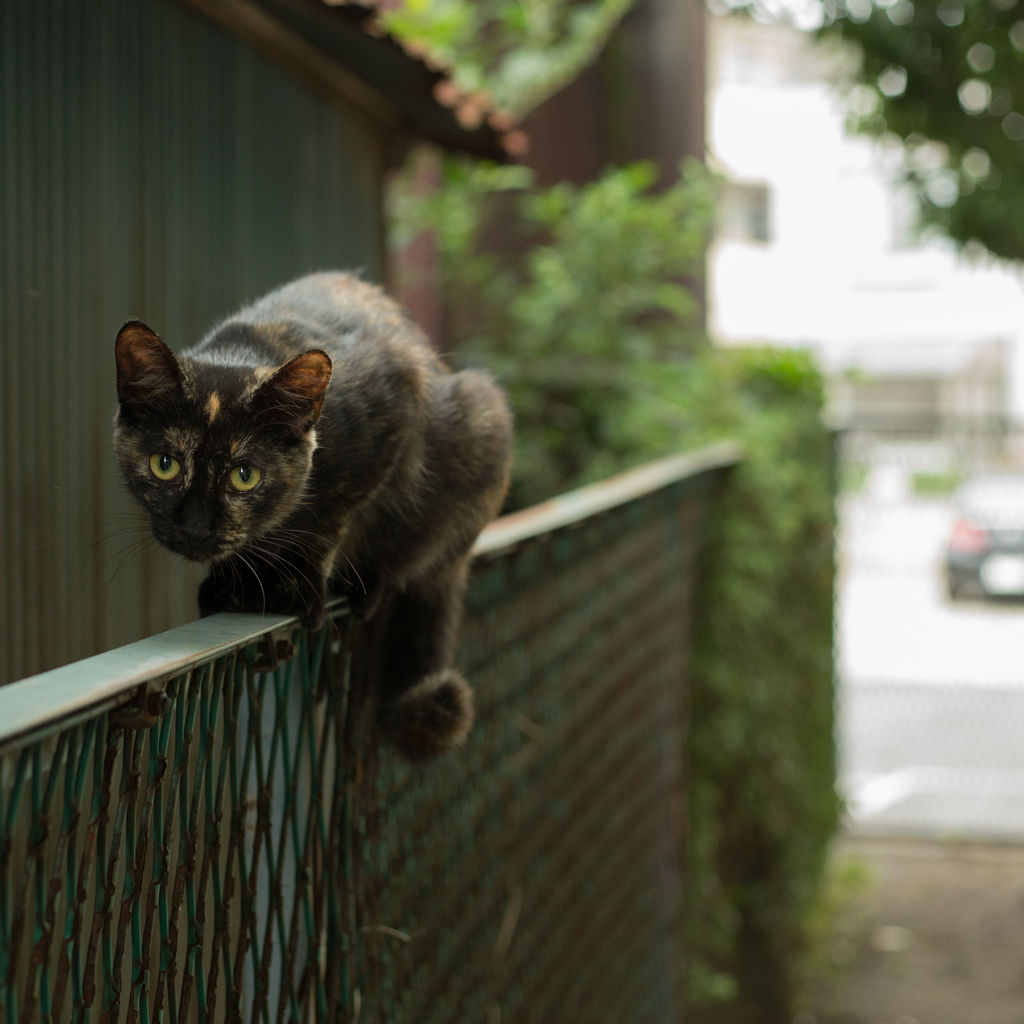 新しい目ができそうな 額の模様の さびねこさん まちねこフォトコン あと少し 猫写真家 沖 昌之のブログ 野良ねこちゃんねる 新しい目ができそうな 額の模様の さびねこさん まちねこフォトコン あと少し 猫写真家 沖 昌之のブログ 野良ねこちゃんねる