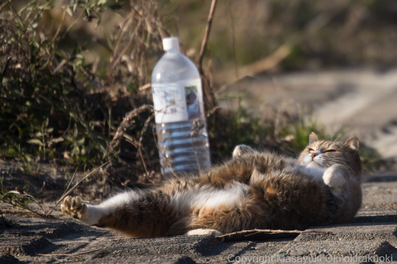 腹筋むずかしいね。 : 猫写真家・沖 昌之のブログ 野良ねこちゃんねる。