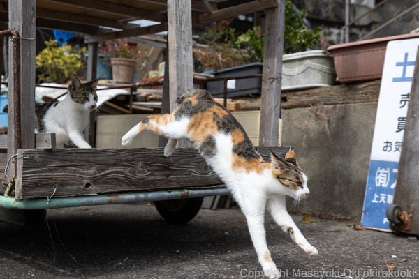 慌てて跳び逃げる。 : 猫写真家・沖 昌之のブログ 野良ねこちゃんねる。