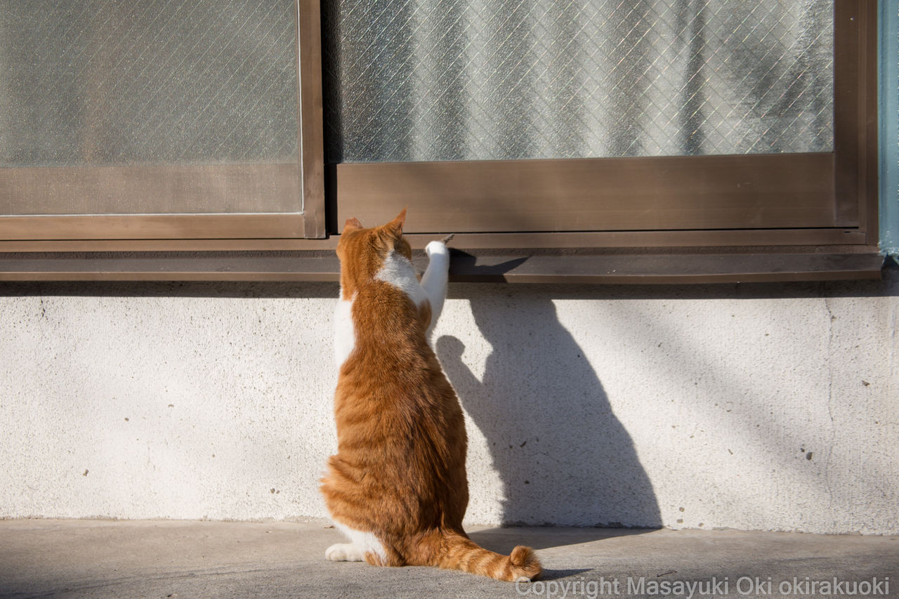 ちょいちょい遊ぶ 猫写真家 沖 昌之のブログ 野良ねこちゃんねる ちょいちょい遊ぶ 猫写真家 沖 昌之のブログ 野良ねこちゃんねる