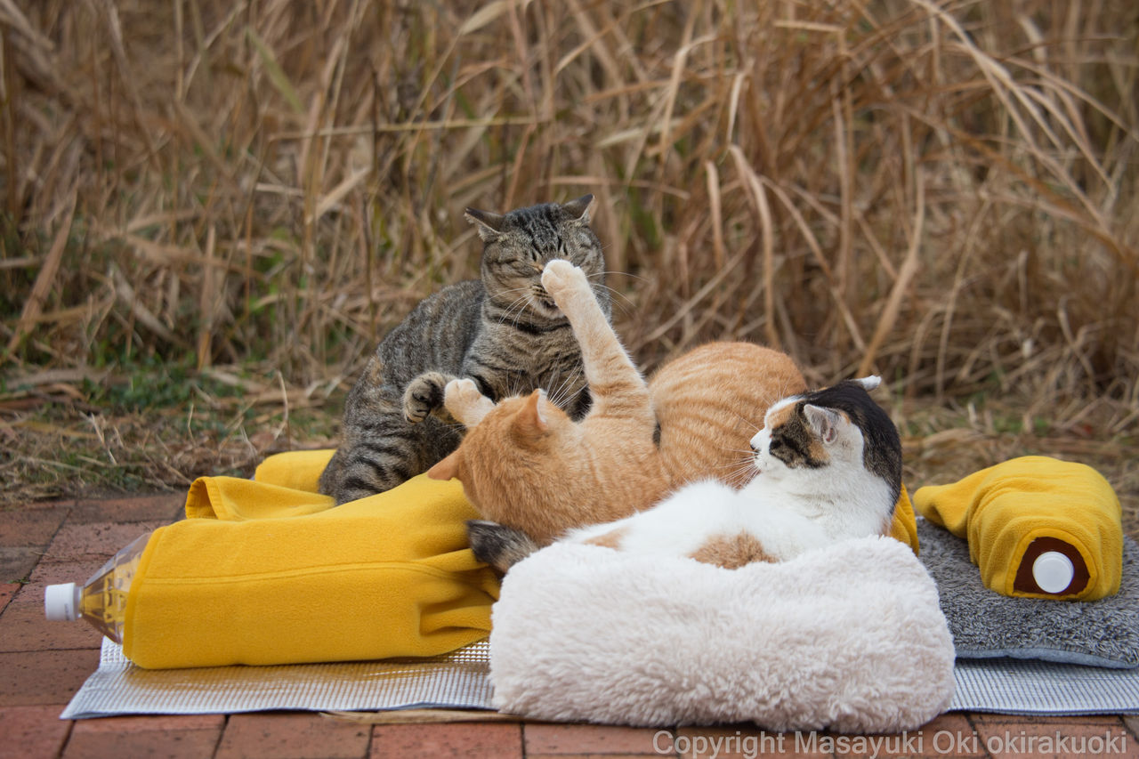 茶トラさんは負けてばかりでもない 猫写真家 沖 昌之のブログ 野良ねこちゃんねる