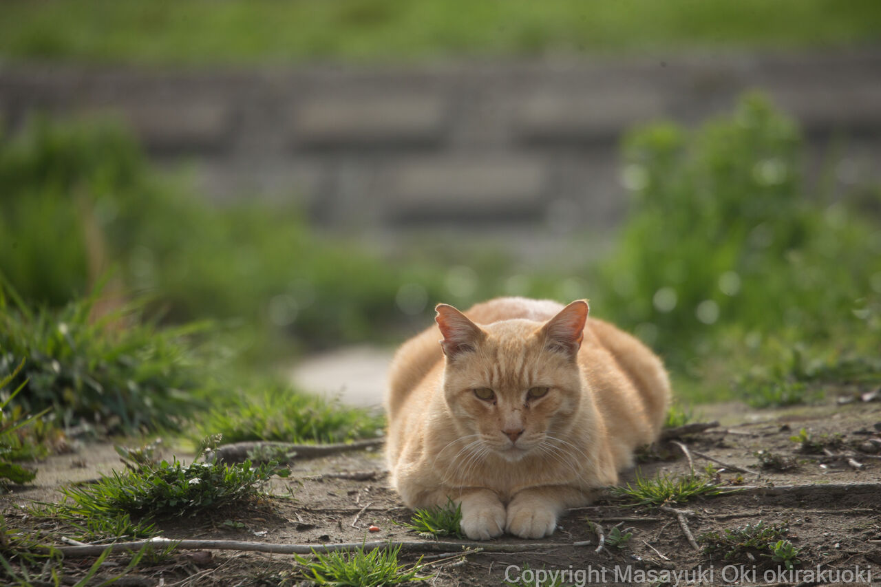 おてて そろえて 猫写真家 沖 昌之のブログ 野良ねこちゃんねる おてて そろえて 猫写真家 沖 昌之のブログ 野良ねこちゃんねる