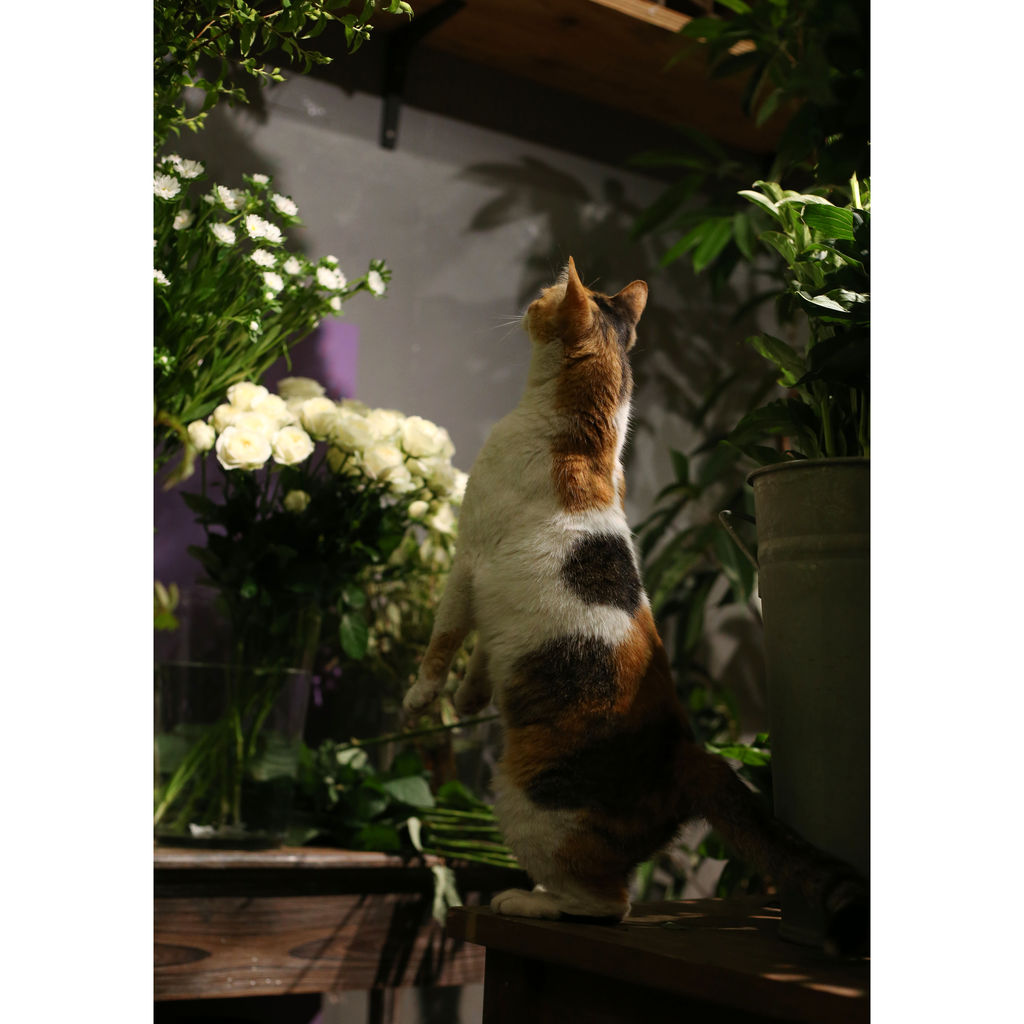北千住のお花屋さん Decoraのほねちゃん立ち上がる 猫写真家 沖 昌之のブログ 野良ねこちゃんねる 北千住のお花屋さん Decoraのほねちゃん立ち上がる 猫写真家 沖 昌之のブログ 野良ねこちゃんねる