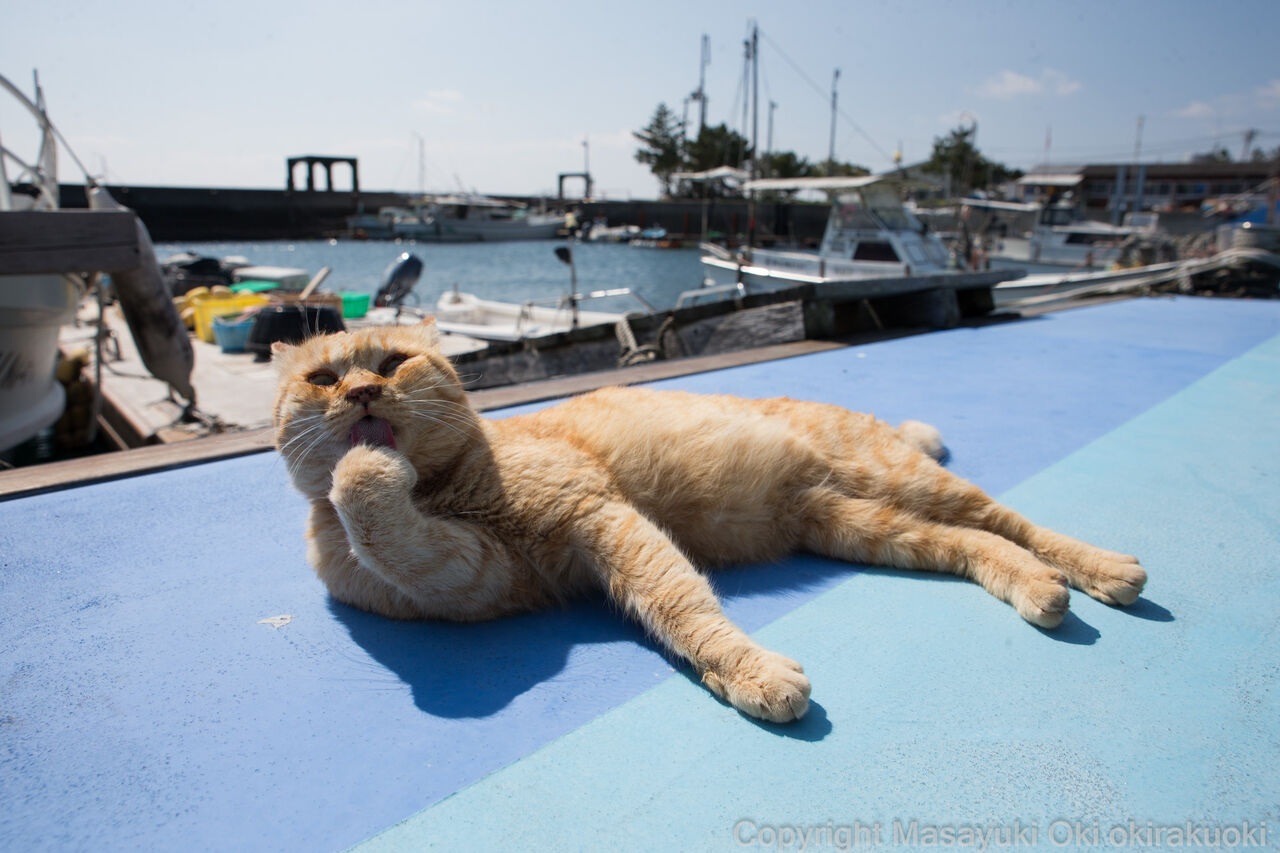 べろんべろん 猫写真家 沖 昌之のブログ 野良ねこちゃんねる