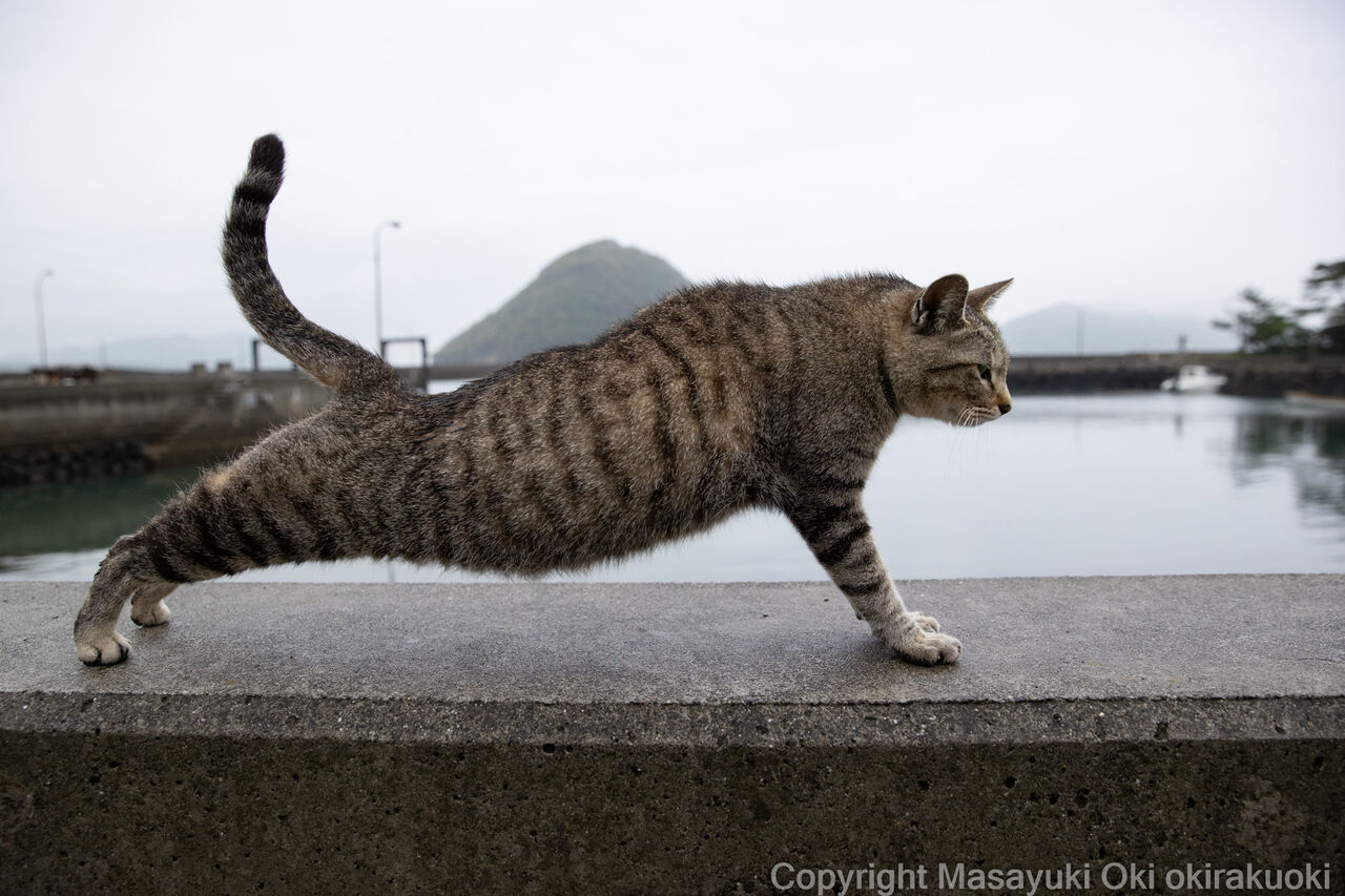 しっかり伸びる 猫写真家 沖 昌之のブログ 野良ねこちゃんねる しっかり伸びる 猫写真家 沖 昌之のブログ 野良ねこちゃんねる