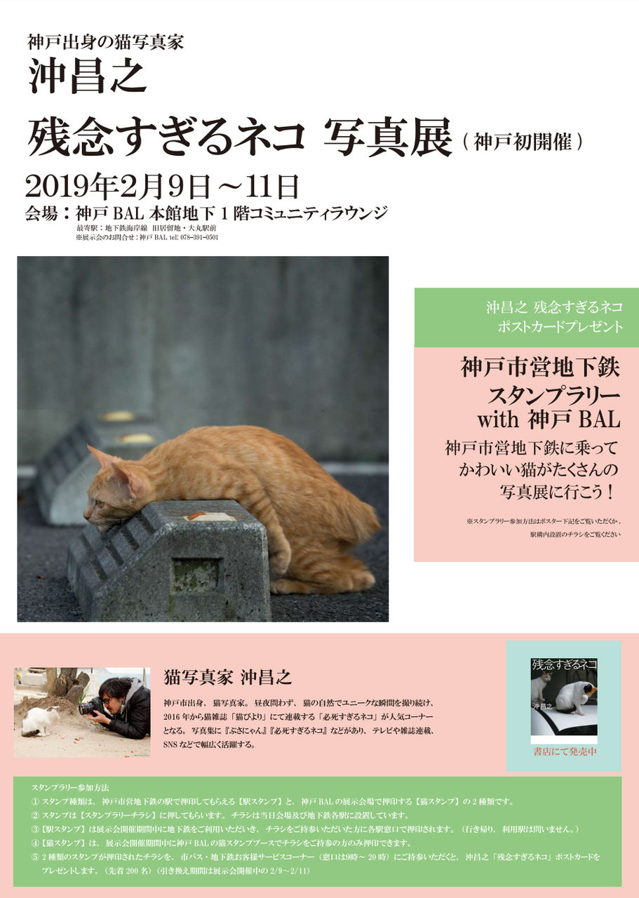 2月9日より 神戸ｂａｌにて残念すぎるネコ写真展 開催です 猫写真家 沖 昌之のブログ 野良ねこちゃんねる
