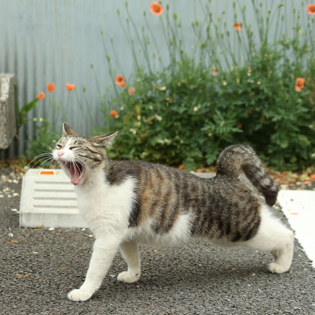 15年05月09日 猫写真家 沖 昌之のブログ 野良ねこちゃんねる 15年05月09日 猫写真家 沖 昌之のブログ 野良ねこちゃんねる