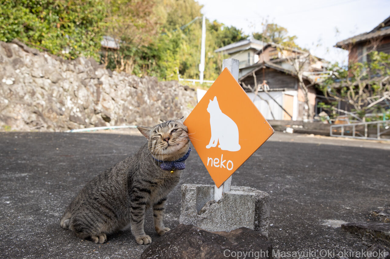すりすり 猫写真家 沖 昌之のブログ 野良ねこちゃんねる