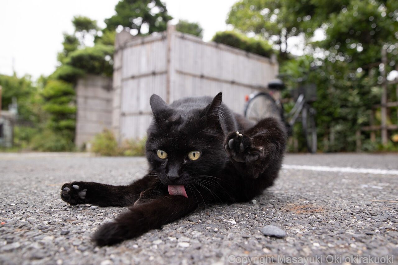 一心不乱 猫写真家 沖 昌之のブログ 野良ねこちゃんねる 一心不乱 猫写真家 沖 昌之のブログ 野良ねこちゃんねる