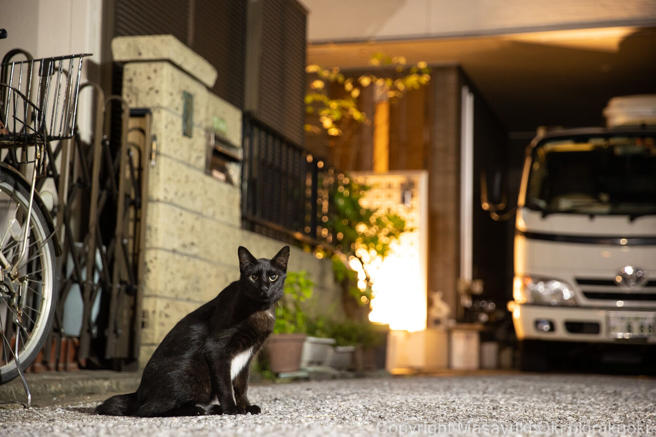 おなかしろいさん 猫写真家 沖 昌之のブログ 野良ねこちゃんねる