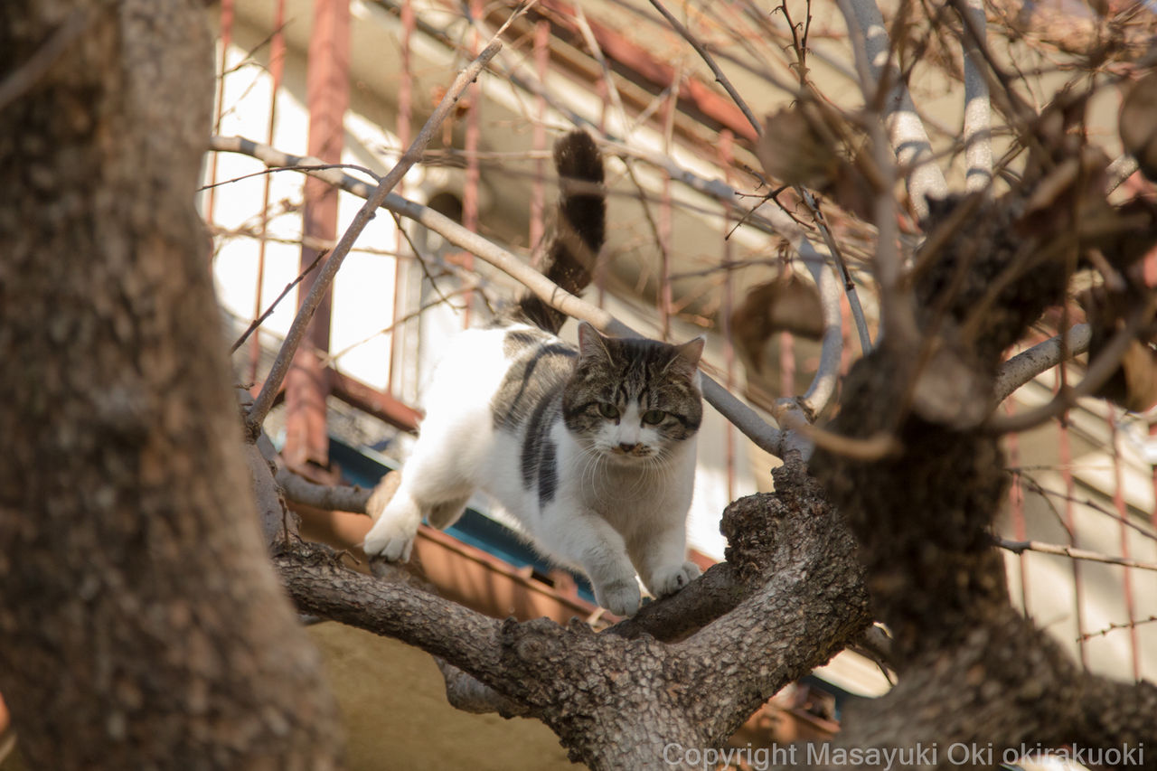 どことなく どんくさい 猫写真家 沖 昌之のブログ 野良ねこちゃんねる どことなく どんくさい 猫写真家 沖 昌之のブログ 野良ねこちゃんねる