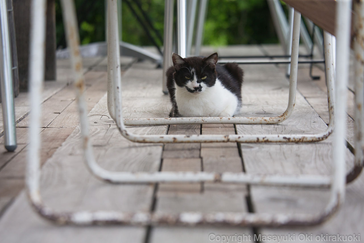 片方のおひげ長いさん 猫写真家 沖 昌之のブログ 野良ねこちゃんねる