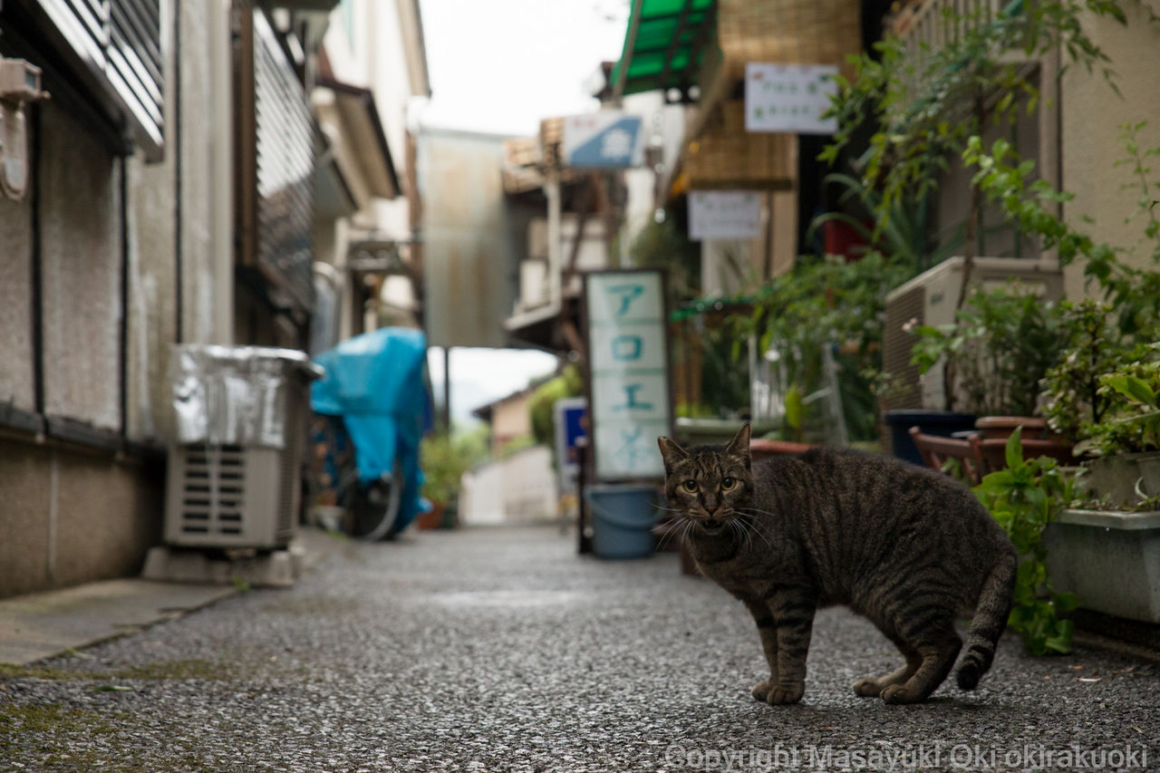 にゃーにゃ鳴いて路地裏案内 猫写真家 沖 昌之のブログ 野良ねこちゃんねる