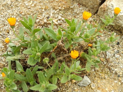 DSCN4238