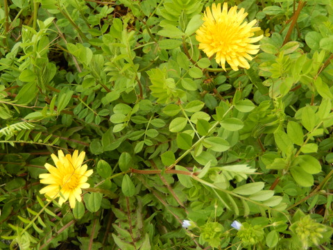 DSCN4259