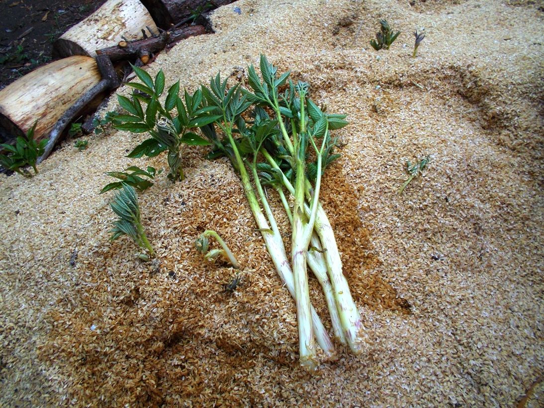 花時の旬野菜-ウド : 百姓の田舎暮らし