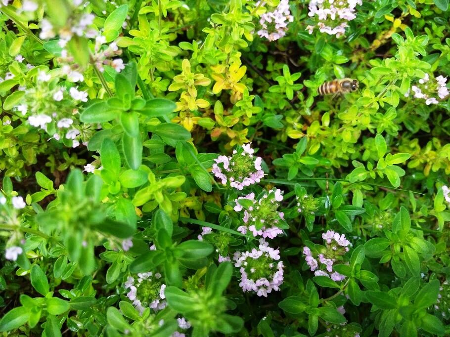 蜜源花 タイム 百姓の田舎暮らし
