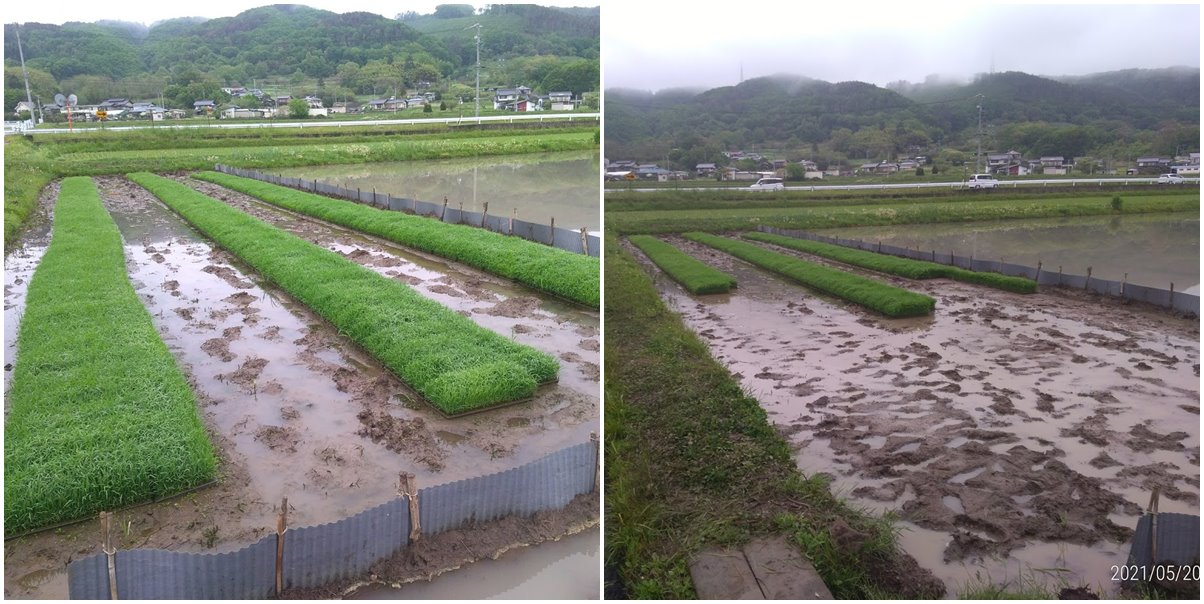 雨の日も田植えだ 百姓の田舎暮らし