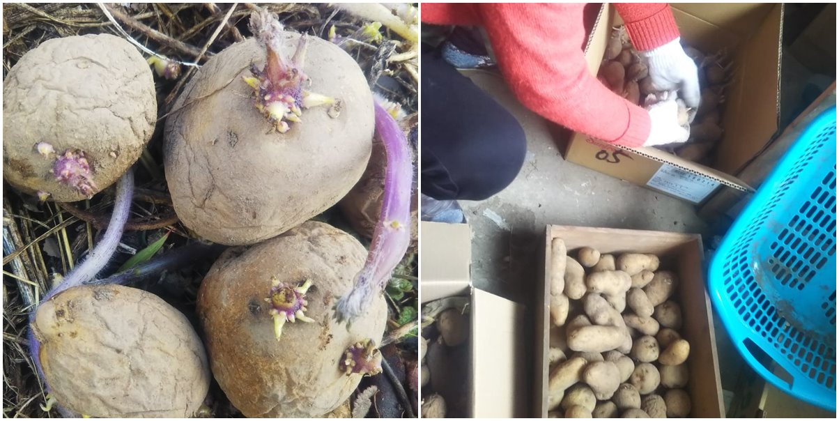 ジャガイモの芽掻き 百姓の田舎暮らし ジャガイモの芽掻き 百姓の田舎暮らし