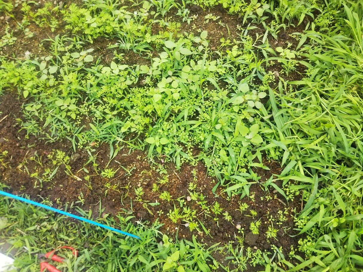 栽培 ニンジン