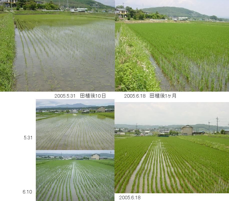 田植後ひと月 : 百姓の田舎暮らし
