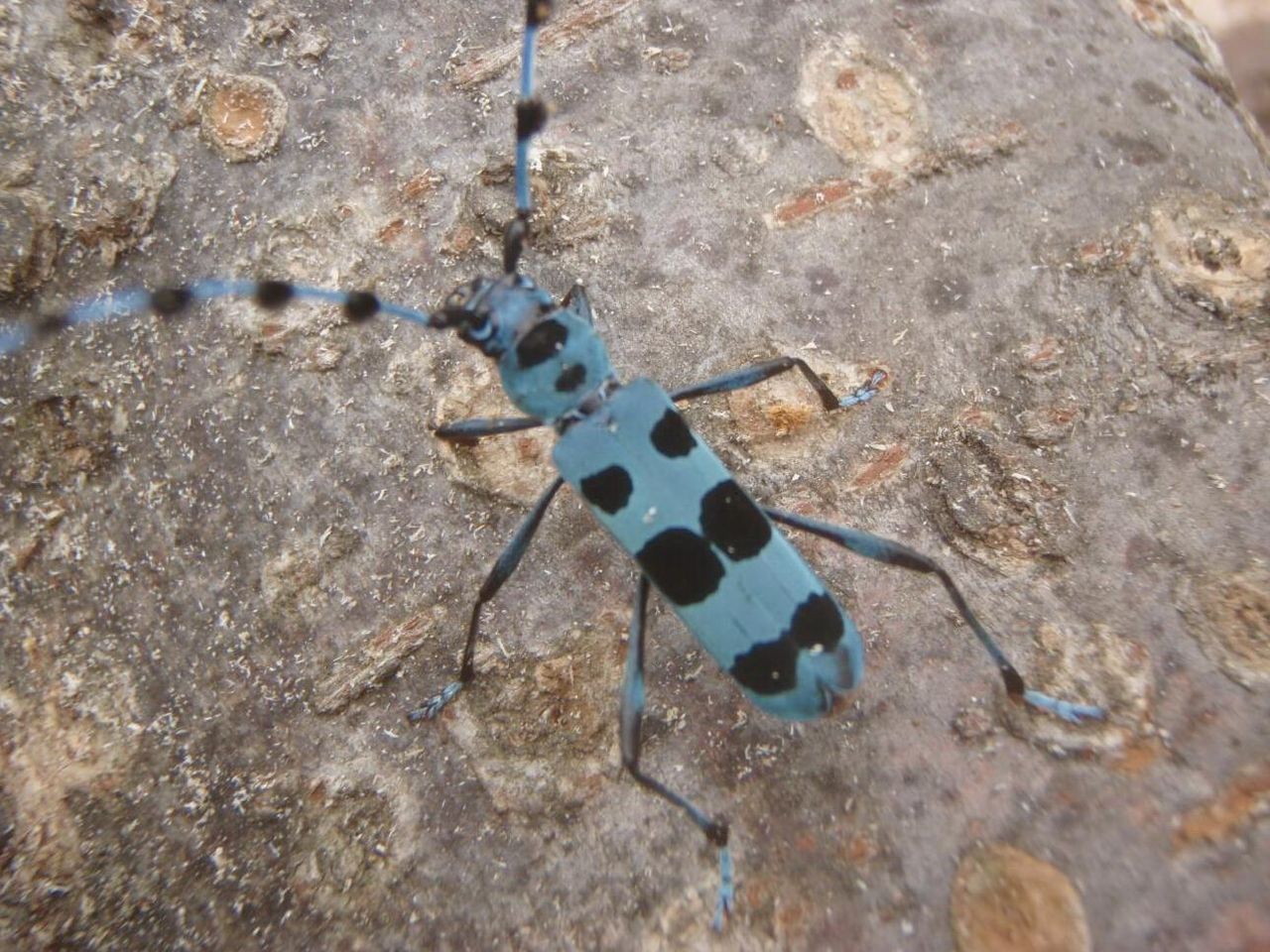 鮮烈な青 ルリボシカミキリ 百姓の田舎暮らし 鮮烈な青 ルリボシカミキリ 百姓の田舎暮らし