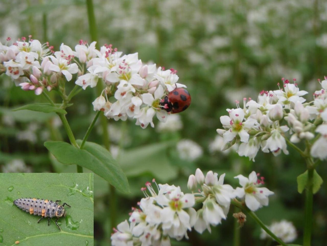 ソバ花とムシたち 百姓の田舎暮らし ソバ花とムシたち 百姓の田舎暮らし