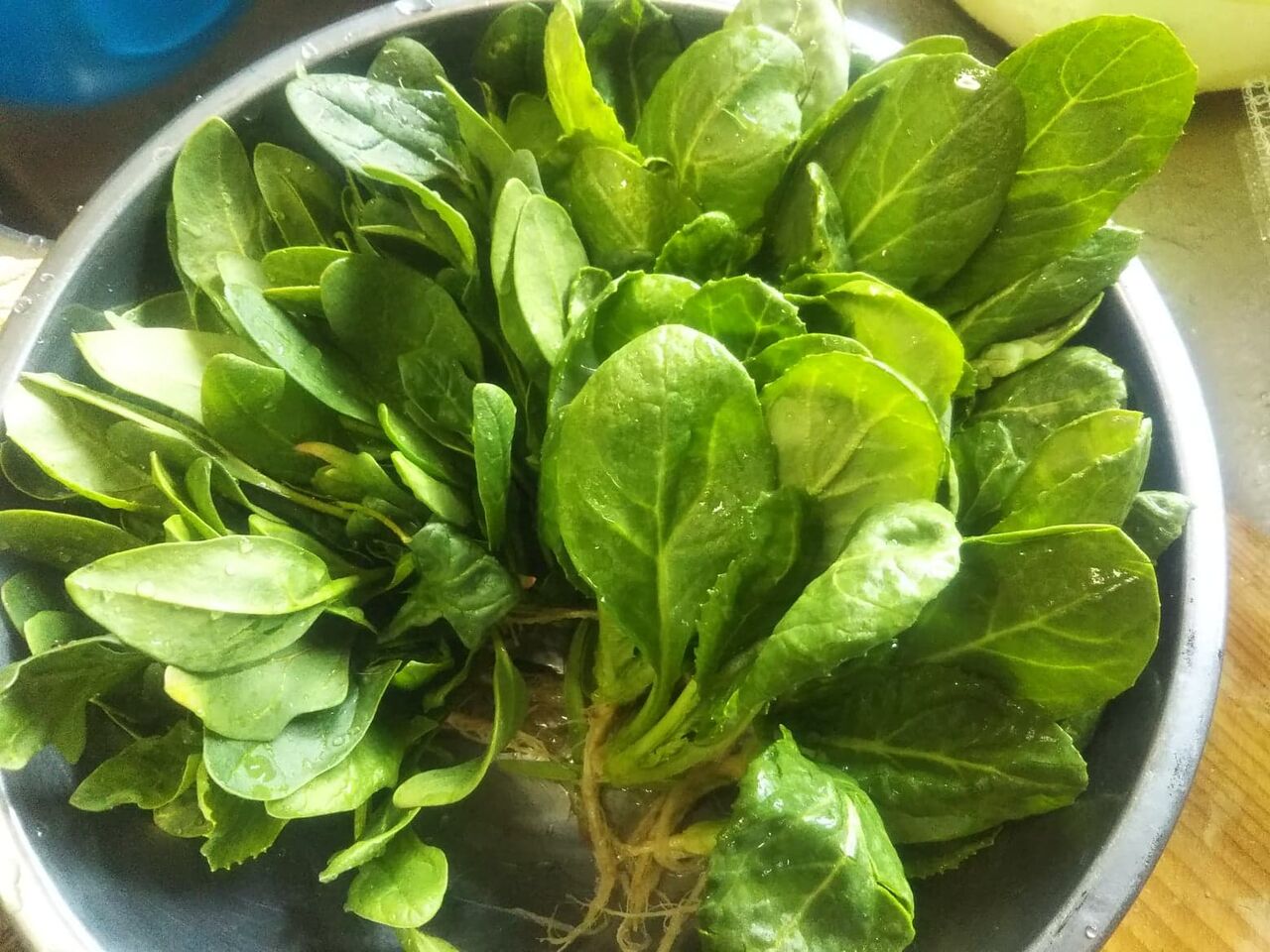 春野菜収穫 百姓の田舎暮らし