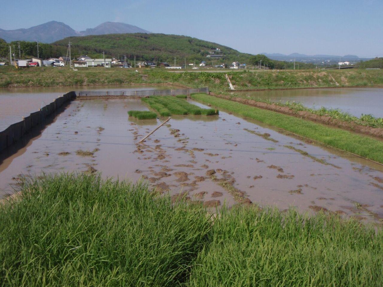 苗箱切り出す : 百姓の田舎暮らし