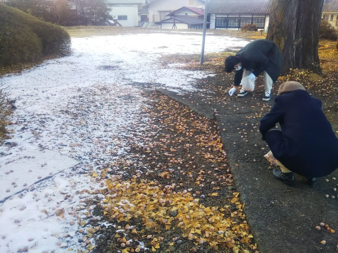 雪の残る境内で銀杏拾い 百姓の田舎暮らし