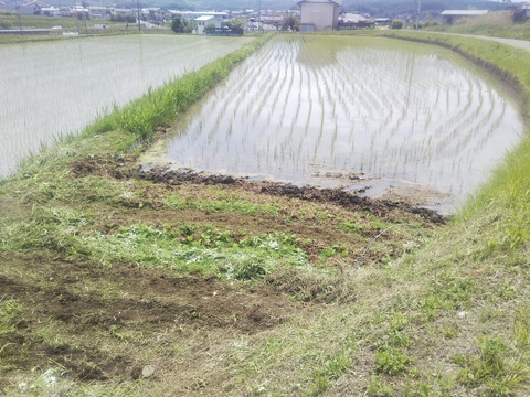 今年も畦豆 : 百姓の田舎暮らし