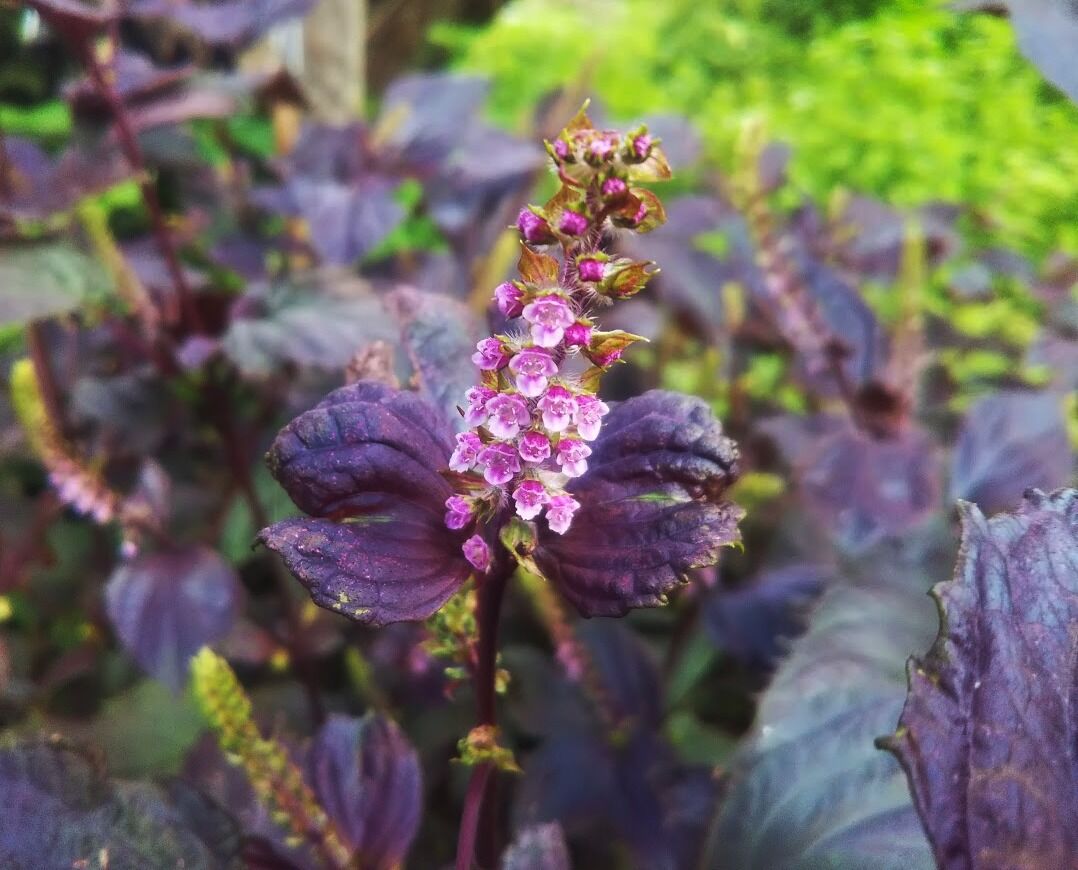 赤紫蘇の花 百姓の田舎暮らし