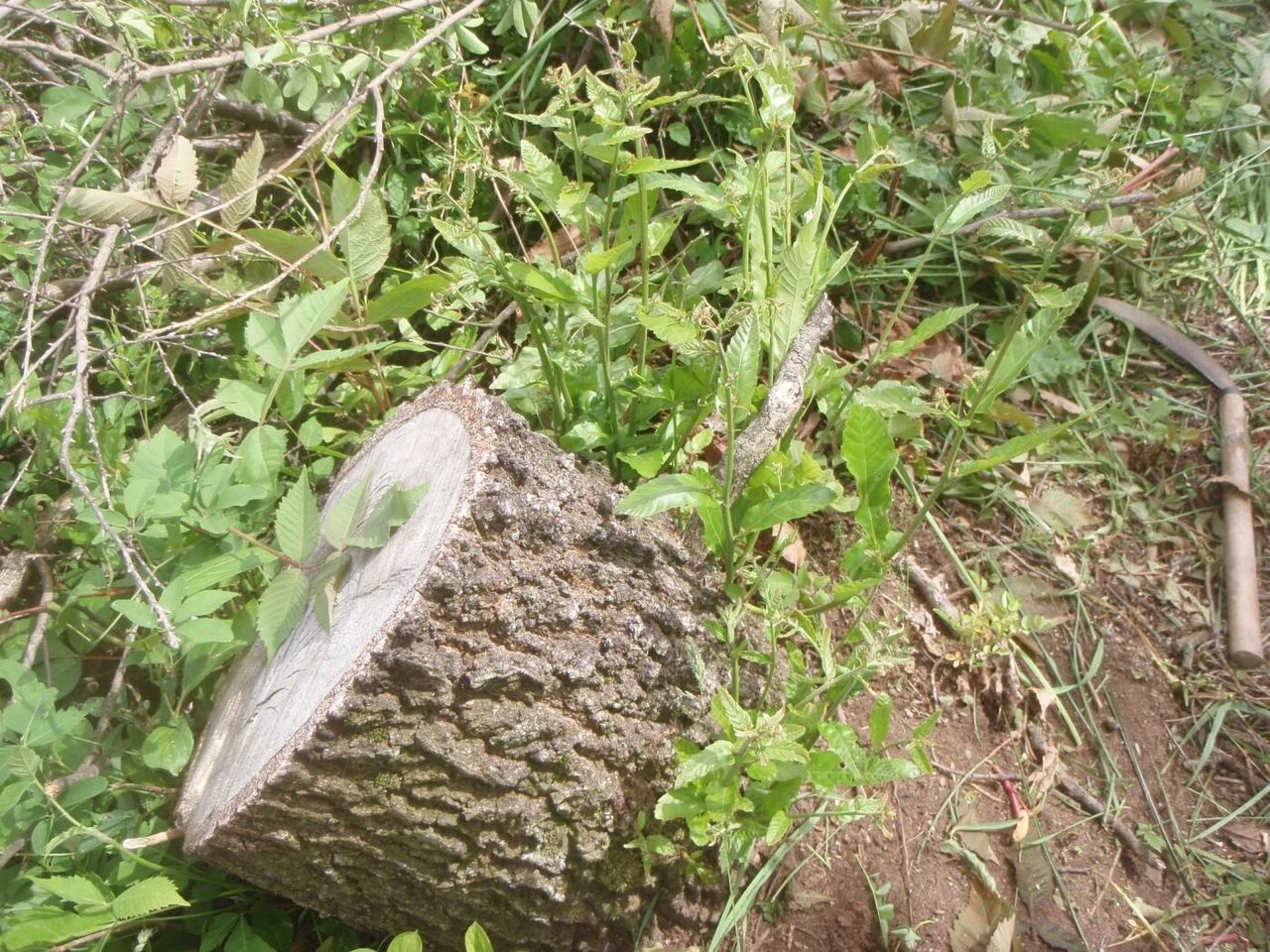 クヌギのひこばえ 百姓の田舎暮らし